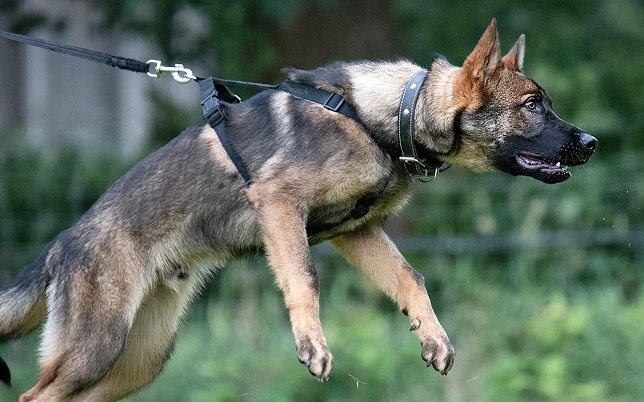 German Shepherd, leaps mid-air on a leash with a black harness and collar.