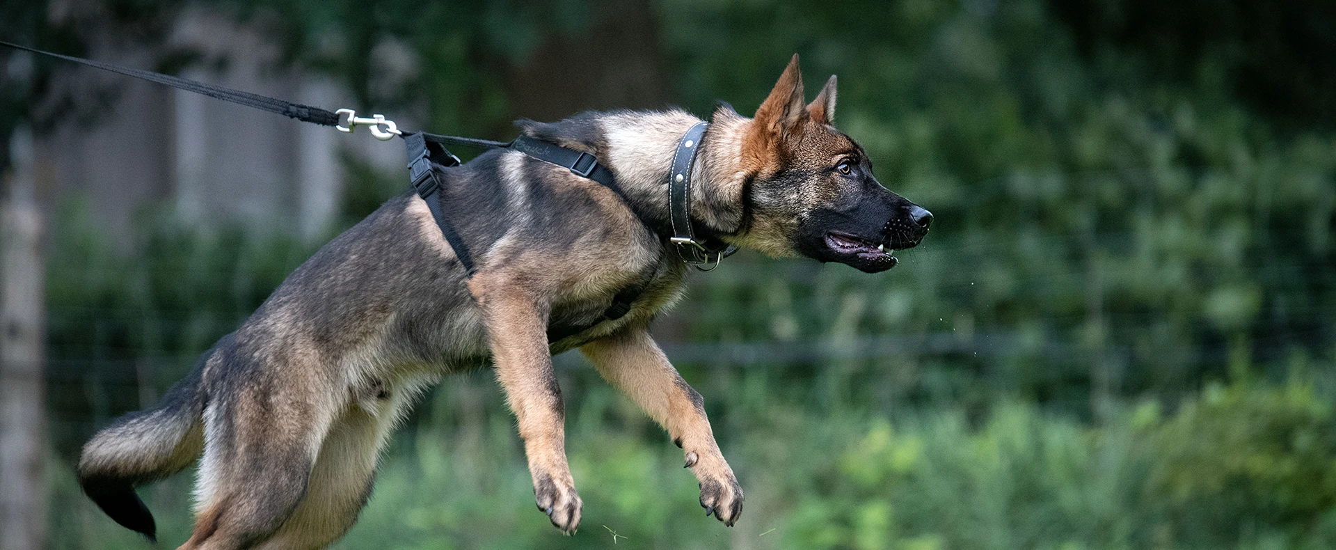 Aggressive German Shepherd lunging on a leash during a dog bite incident